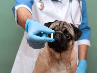 Rising Demand Feeding Pet Med API Surge